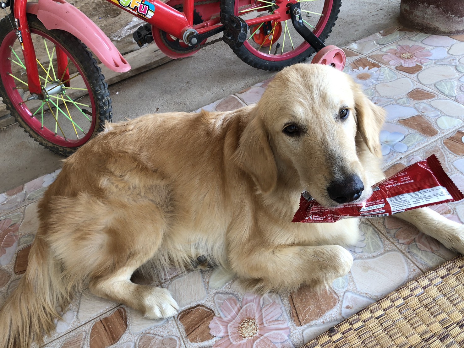 Lisa - this week's featured pup