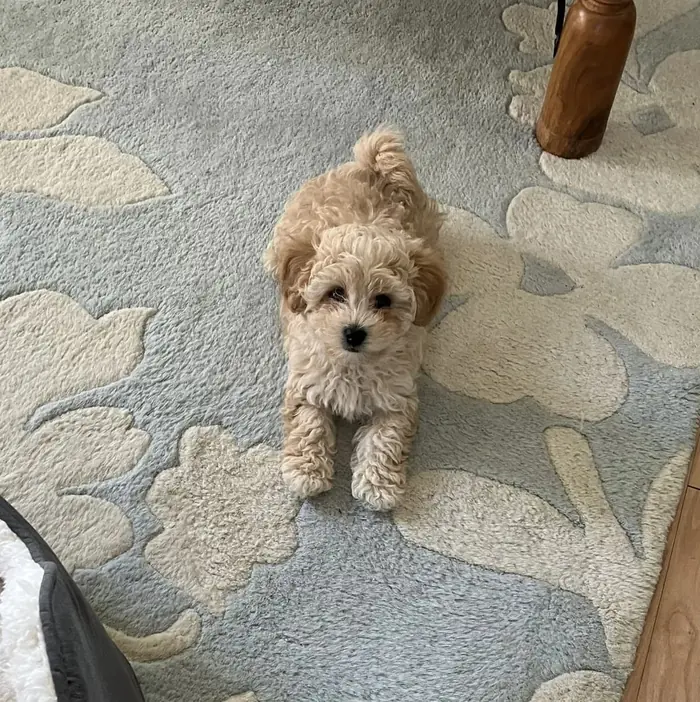 Teddy, the dog behind Carrot Paws
